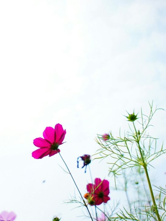 flower, freshness, fragility, pink color, petal, growth, beauty in nature, flower head, stem, nature, blooming, plant, blossom, pink, in bloom, sky, close-up, clear sky, low angle view, springtime