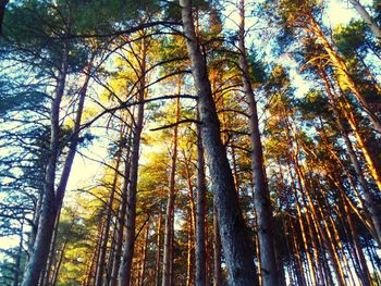 Low angle view of trees in forest against sky