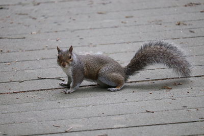 Squirrel on a footpath