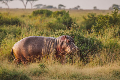 Hippopotamus standing on the field