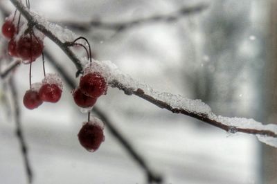 Close-up of berries on branch