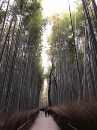 People walking on road amidst trees in forest