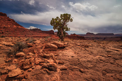 Vibrant red rocks utah landscape with one tree under cloudy sky.