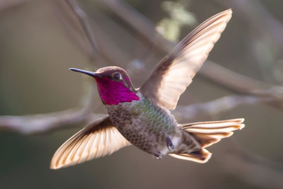 Close-up of bird flying