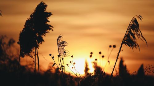 Close-up of silhouette plants on field against sky during sunset