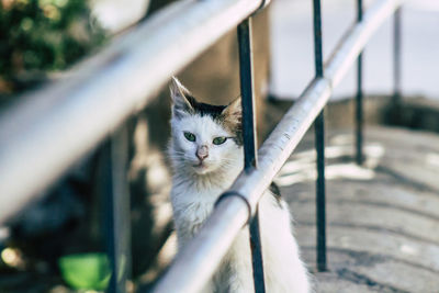 Portrait of cat on railing
