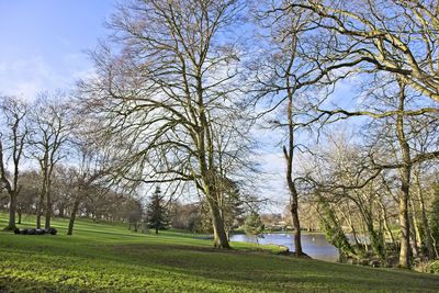 Trees on field against sky