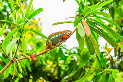 Close-up of butterfly on leaf