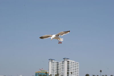 Low angle view of seagull flying against clear sky