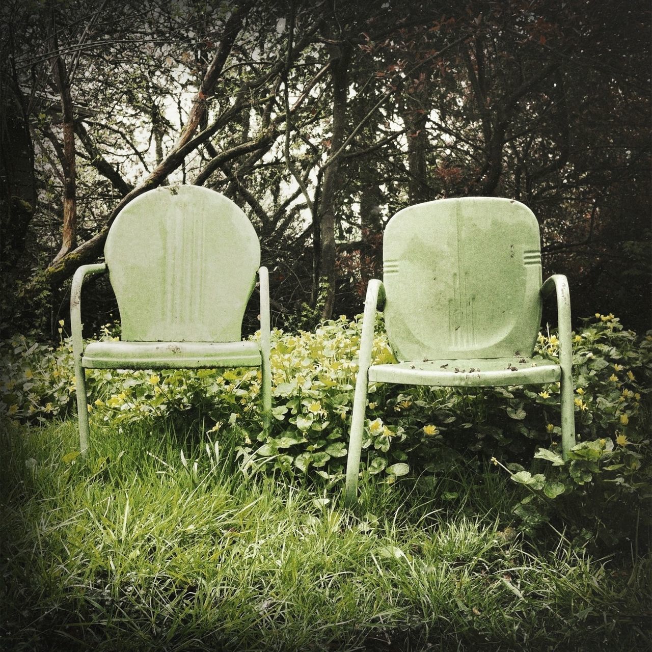 tree, grass, chair, empty, absence, bench, park - man made space, growth, plant, sunlight, tranquility, lawn, nature, day, park, outdoors, no people, shadow, green color, field