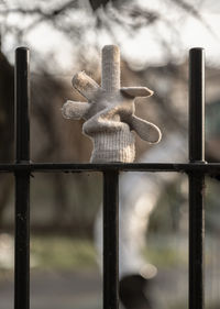 Close-up of starfish on chainlink fence