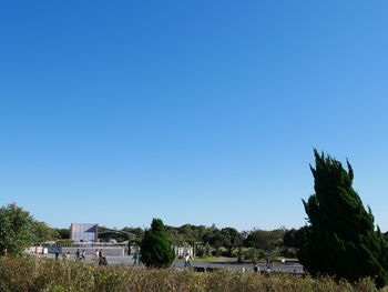 Trees and houses against clear blue sky