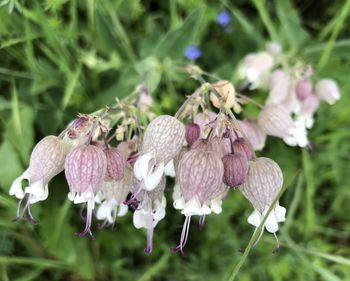 Close-up of purple flowering plant on field