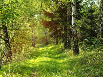 Trees in forest