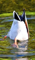 View of duck swimming in lake