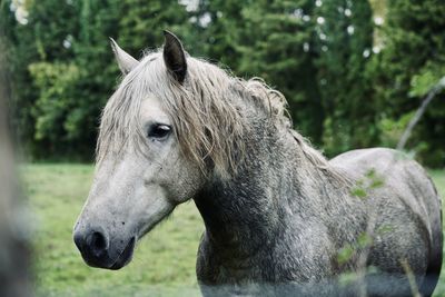 Beautiful horse in a green meadow