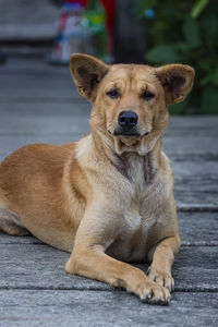 Portrait of dog sitting outdoors