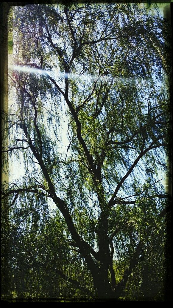 Willow tree