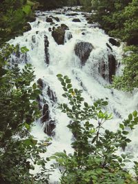 Scenic view of waterfall in forest