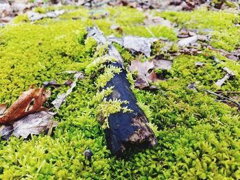 High angle view of moss growing on field