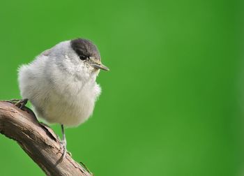 Close-up of bird perching on a plant