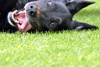 Dog lying down in grass