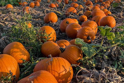 Close up of a pumpkin patch with orange hokkaiodas in the sun