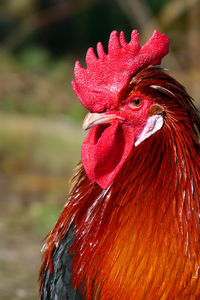 livestock