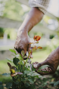 Cropped hands of woman cutting leaf with pruning shears in garden