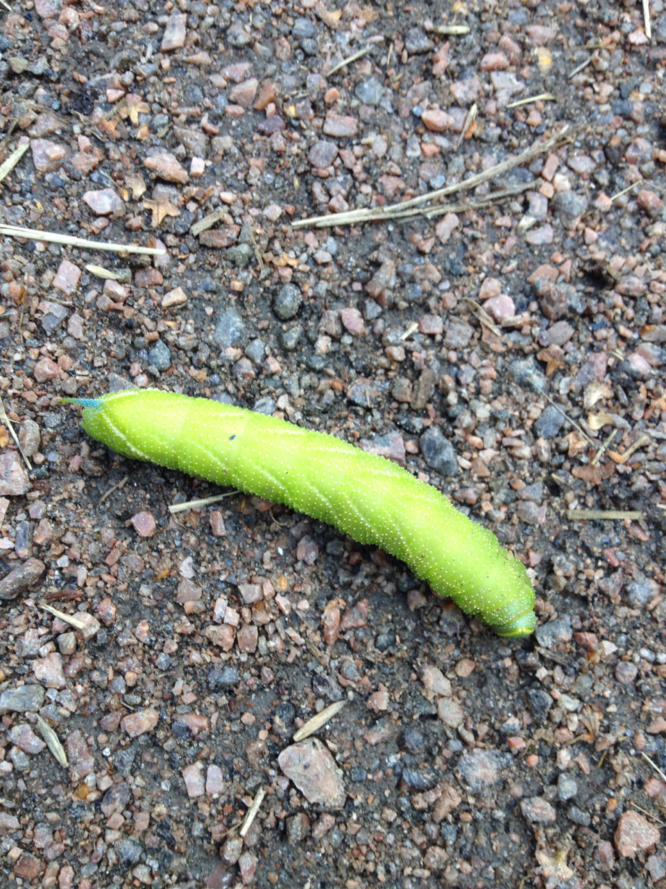 one animal, animal themes, animals in the wild, green color, wildlife, insect, high angle view, close-up, nature, grasshopper, leaf, day, full length, animal antenna, ground, no people, outdoors, yellow, street, caterpillar