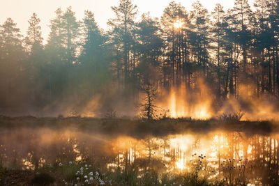 Scenic view of lake in forest