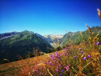 View of flowers growing against clear blue sky