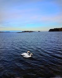 View of swans swimming in sea