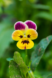 Close-up of yellow flower blooming outdoors