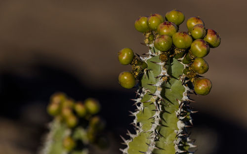 A close-up of a cactus at the fish river canyon in southern namibia