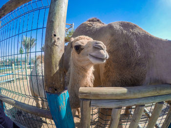 Camel calf portrait