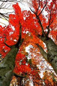 Low angle view of tree in forest during autumn