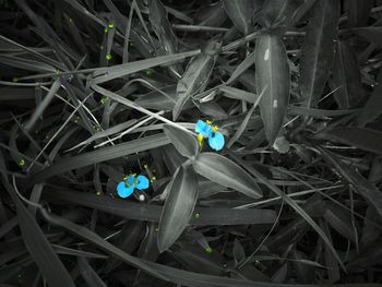 High angle view of insect on flower