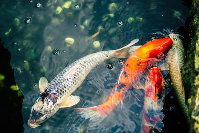 Fish swimming in a sea