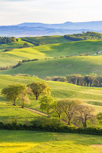 Scenic view of agricultural field against sky