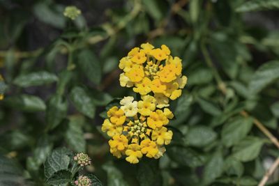 Close-up of yellow flowering plant