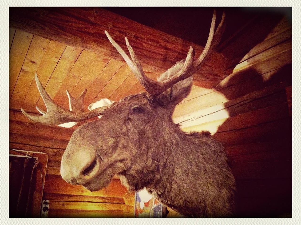 transfer print, wood - material, auto post production filter, animal themes, one animal, wood, wooden, close-up, plank, low angle view, indoors, no people, wildlife, animals in the wild, brown, day, mammal, domestic animals, fence