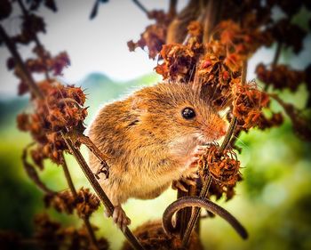 Close-up of a squirrel