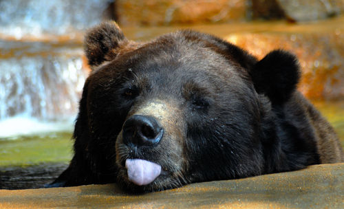 Close-up of bear in water sticking out its tongue.