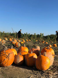 Pumpkins on field against clear sky