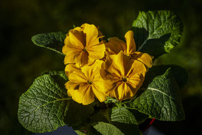 Close-up of yellow flowering plant