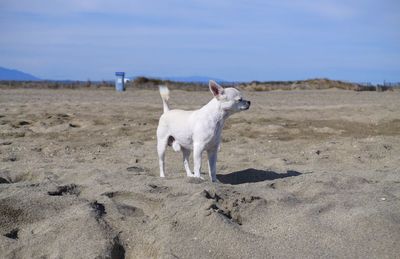 Dog on beach against sky