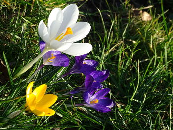 Close-up of purple crocus flowers on field