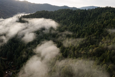 Scattered fog above douglas fir tree forest in the pacific northwest