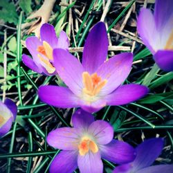 Close-up of purple crocus flowers growing outdoors